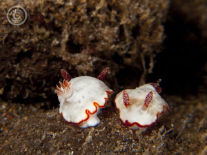 Double take.  Two nudi's in Anilao.  Canon G10, Dual stac... by Stephen Holinski 